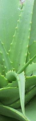 Áloe, ¿una panacea para la piel?