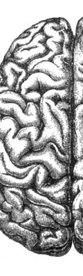 Cervell i alimentació
