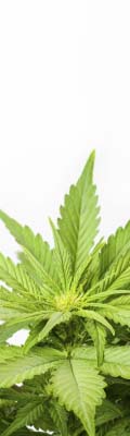 Cannabis