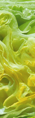 50 Píndoles de nutrició
