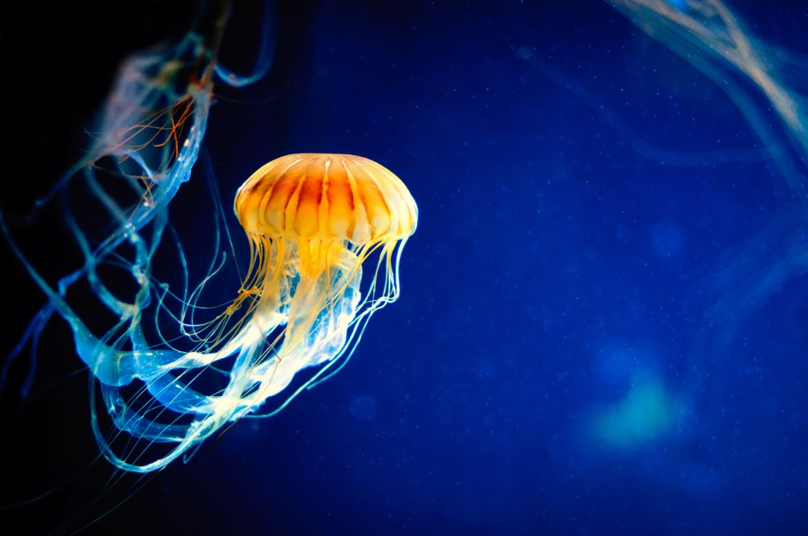 Meduses Meduses