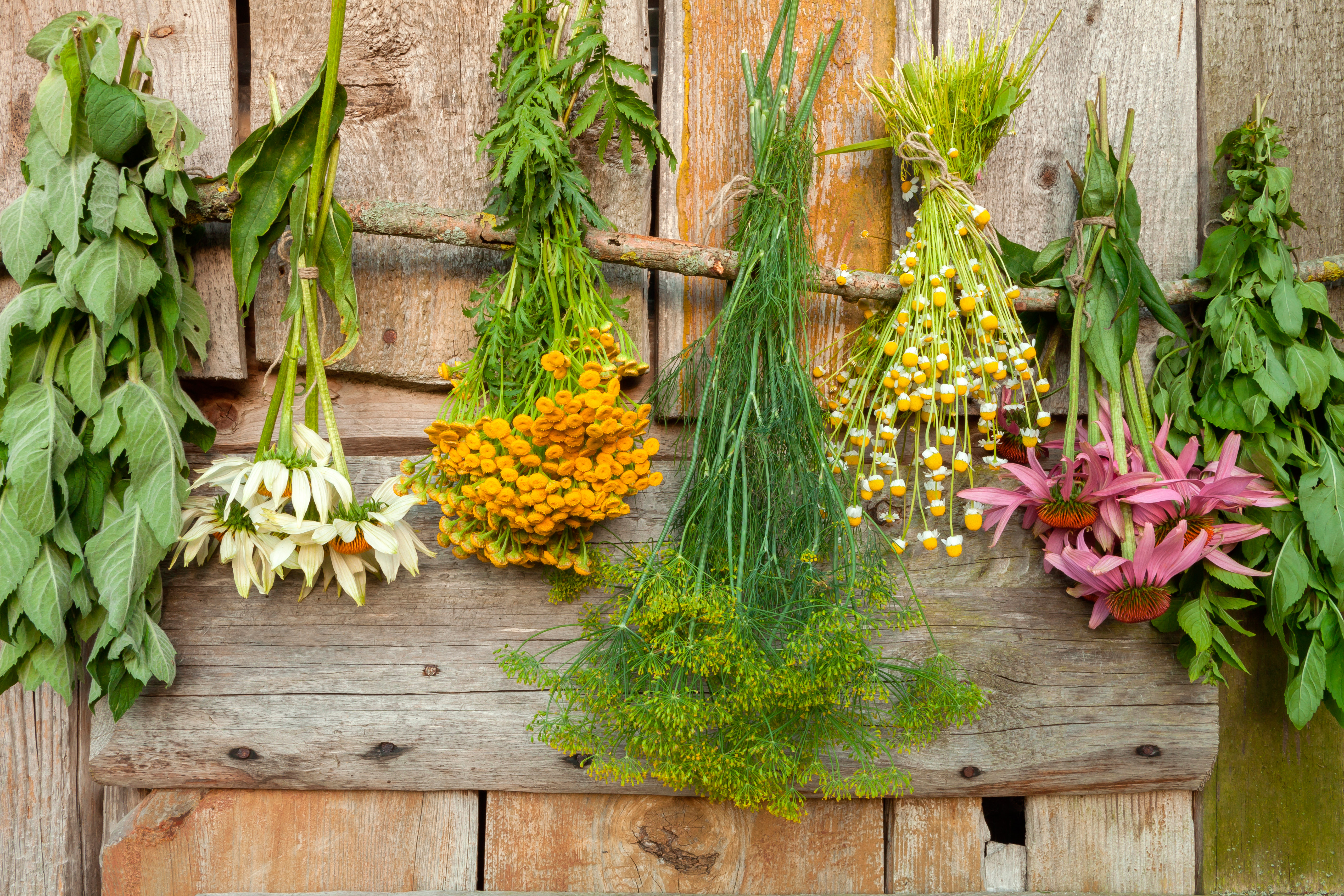 Plantas Medicinales Para El Invierno Farmaceuticonline