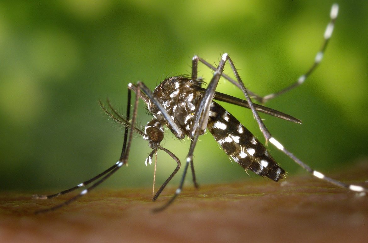 mosquito-g475dbacf1_1920
