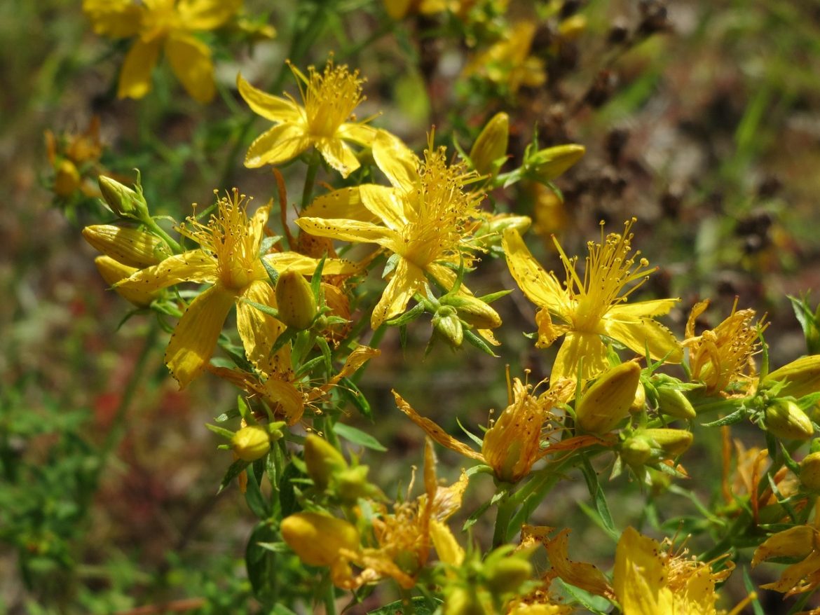 hypericum-perforatum-855486_1280